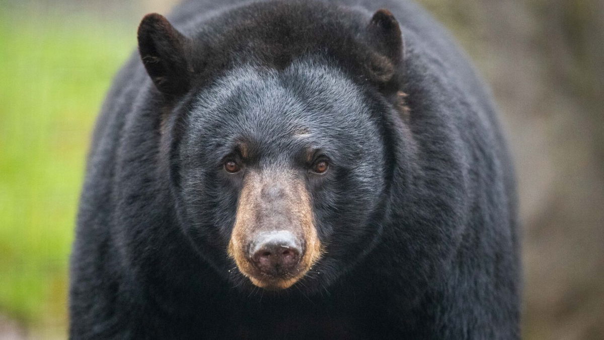 If you're being attacked by a black bear, don't play dead. Fight back.