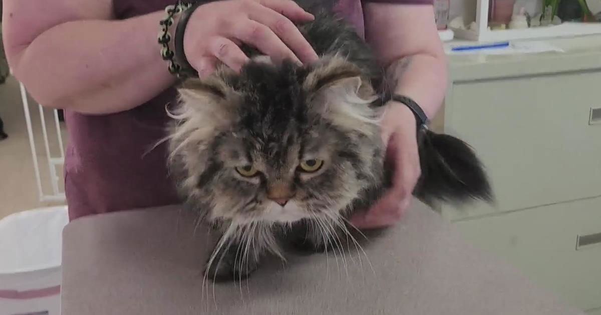 <i>KDKA via CNN Newsource</i><br/>Nelly is a sweet kitty with a grumpy face and a sad tale.