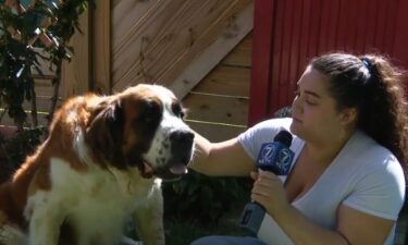 Tony Vlach and his wife were landscaping in the backyard on Saturday when they heard yelping. He turned around to find his 11-year-old St. Bernard