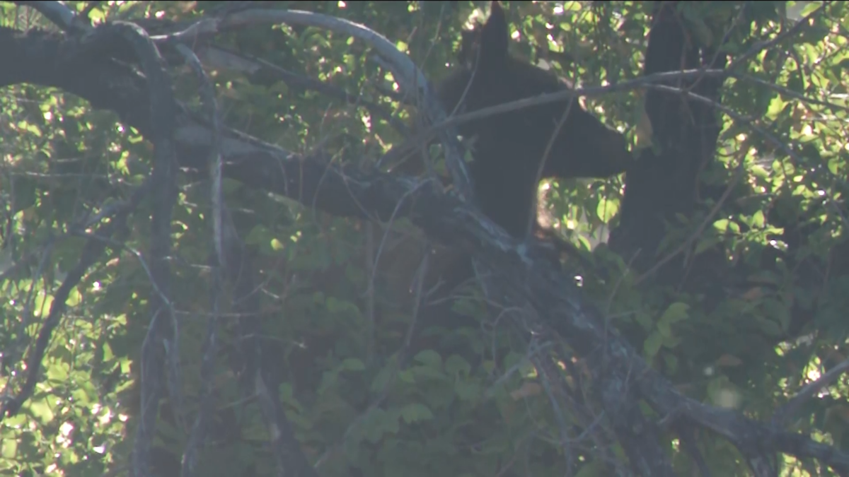 A black bear was found in Salt Lake City's Capitol Hill neighborhood on Wednesday morning.