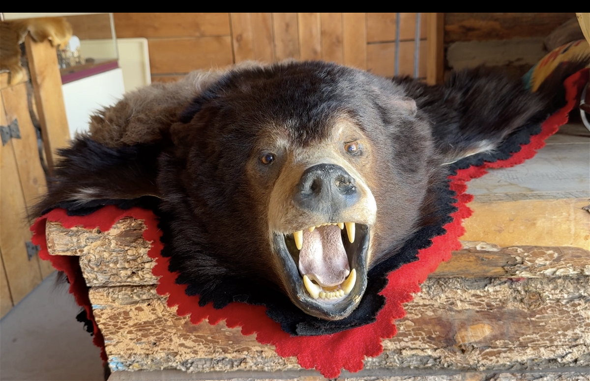 Bear fur at Bannock County Historical Museum