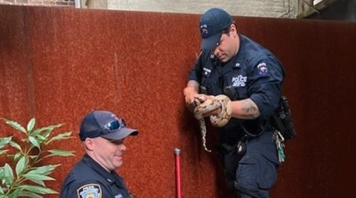 <i>WABC via CNN Newsource</i><br/>A boa-constrictor snake was found in a basement apartment on the Upper West Side on Wednesday