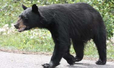 A black bear