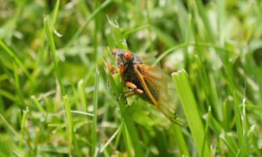 Virginia is one of the parts of the country where bugs from the group known as Brood XIX are emerging as well. They only do so once every 13 years.