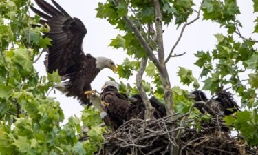 The White Rock Lake bald eagles 'Nick' and 'Nora' search for their two eaglet offspring.