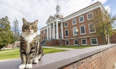 Max the cat stands in front of Woodruff Hall at Vermont State University's Castleton Campus. He's now a Doctor of "Litter-ature."