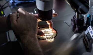 A senior embryologist adds media to petri dishes containing embryos