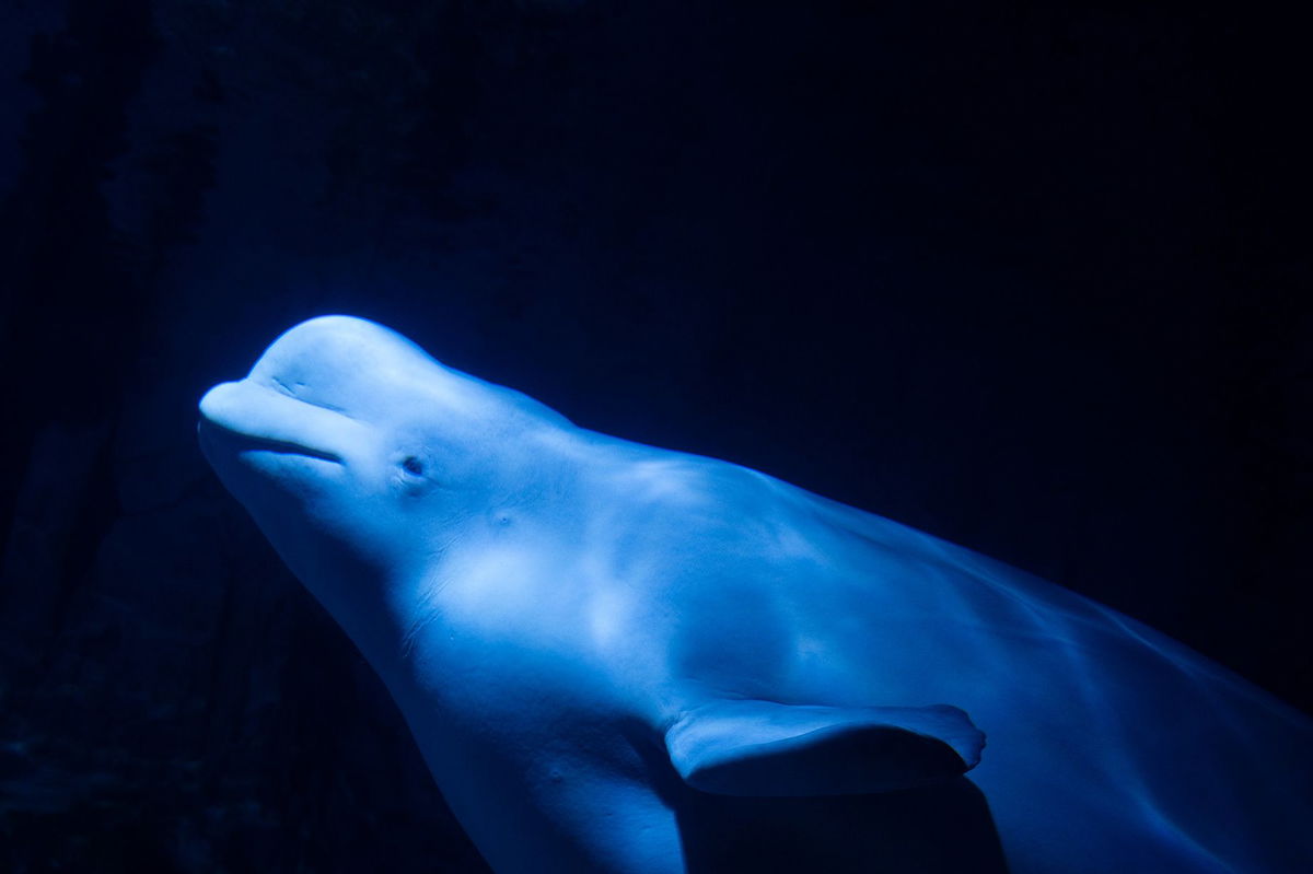 <i>Jorge Gil/Europa Press/Getty Images via CNN Newsource</i><br/>The two beluga whales made it safely to their new home in Valencia