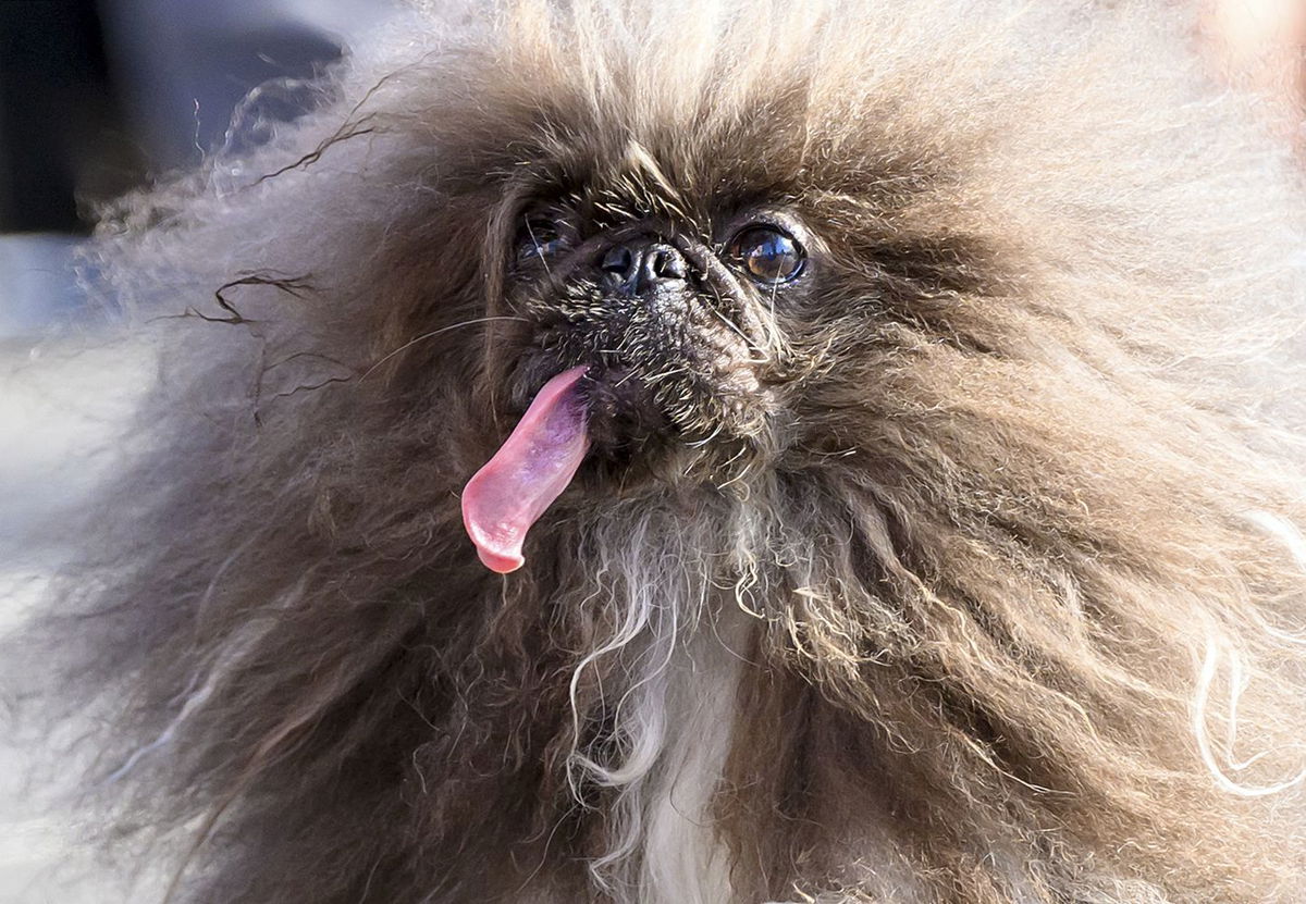 Wild Thang was crowned the winner of the World's Ugliest Dog contest.