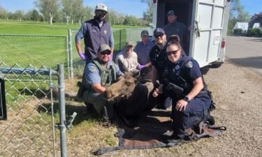 Moose pictured with Idaho Fish and Game and Pocatello Police Officers