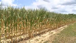 During a visit to his feed corn fields on Sunday