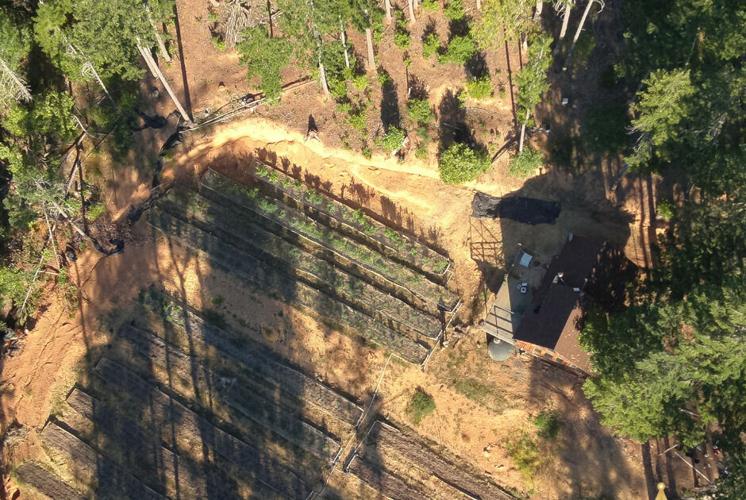 <i>Josephine County Sheriff's Office/KDRV via CNN Newsource</i><br/>Police destroyed 800 marijuana plants at a grow site in the 1000 block of Crooks Creek Road in Selma.