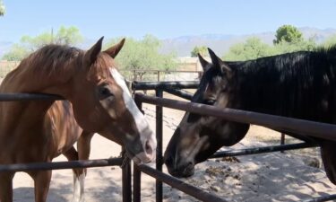 A horse died due to the overwhelming stress caused by nearby fireworks during the holiday