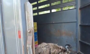 A Bucks County farm owner is breathing a sigh of relief. Her emu