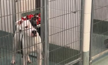 Six French bulldog puppies are recovering at the Wake County Animal Center after authorities said they were left in a hot car over the weekend.