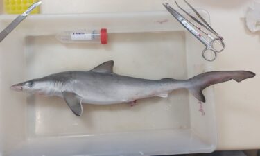 Another shark that tested positive for cocaine forms part of the study conducted by researchers.