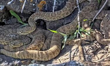 The live stream on RattleCam.org allows viewers to watch hundreds of rattlesnakes inside one den.