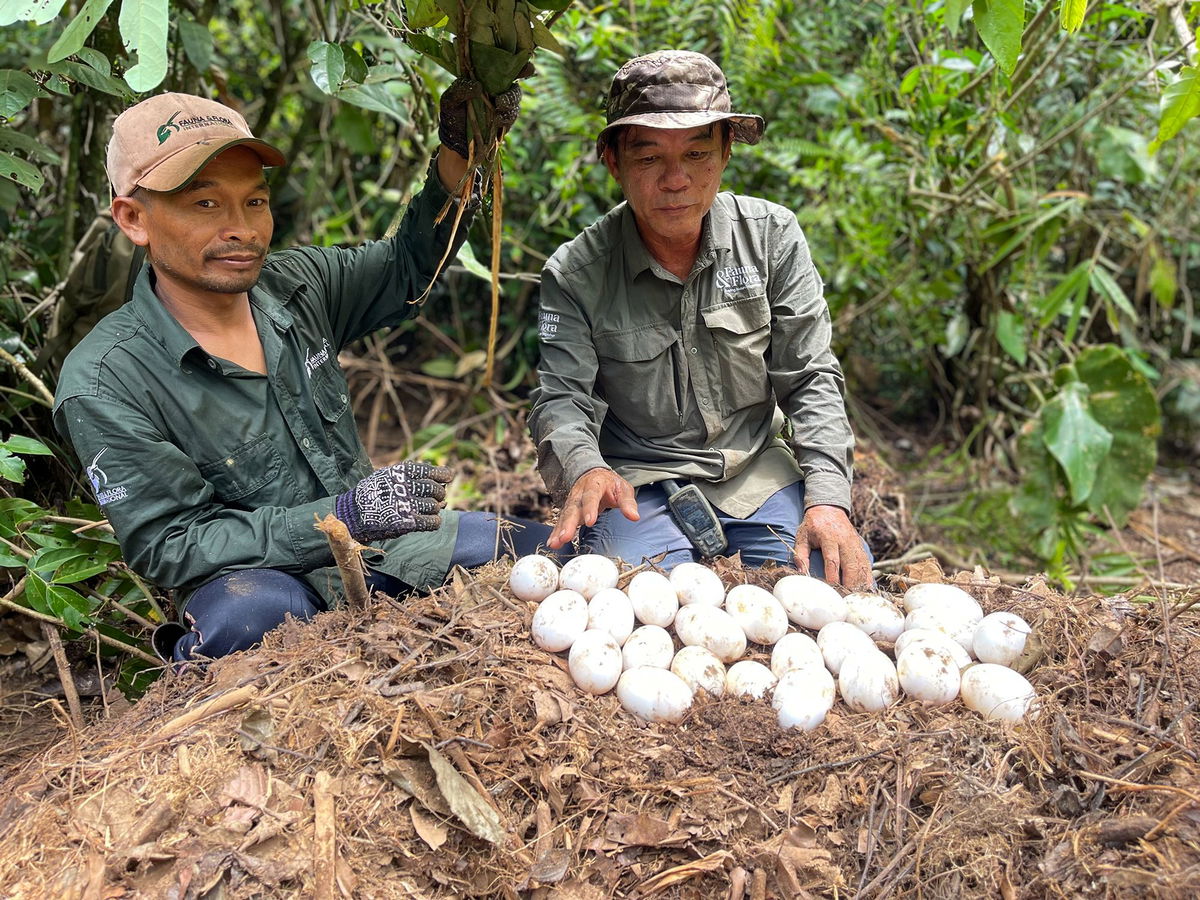 <i>Bros Pov/Fauna & Flora via CNN Newsource</i><br/>Siamese crocodile hatching from an egg.