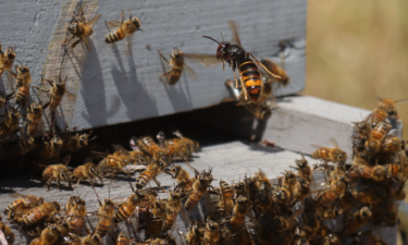 How electric harps are protecting honey bees