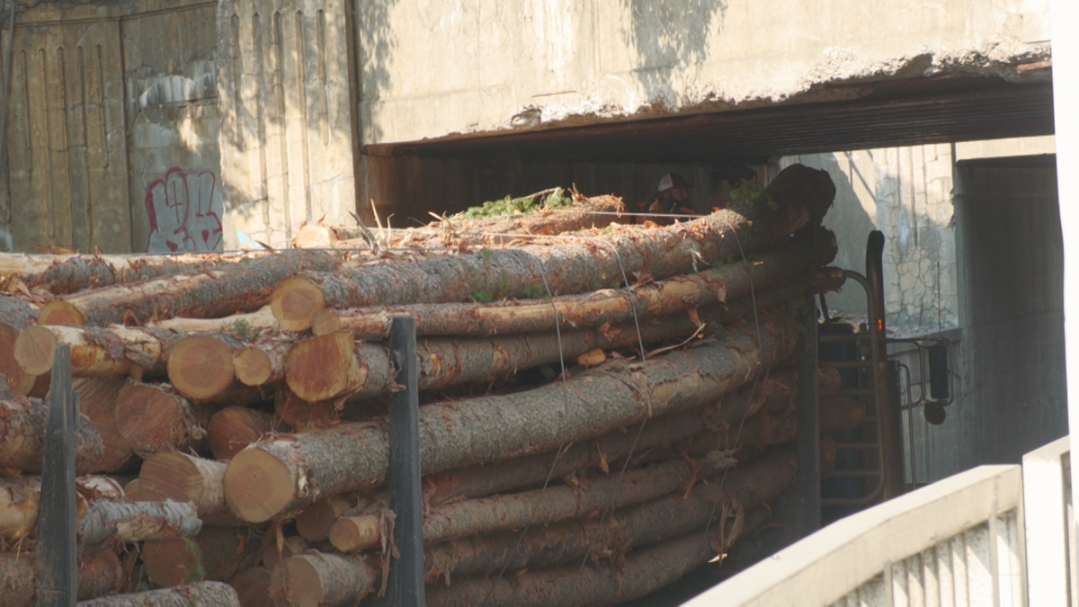 Workers trying to fit the lumber truck under the bridge