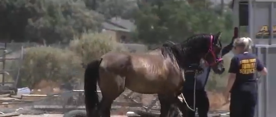 <i>KABC via CNN Newsource</i><br/>Riverside County sheriff's deputies and animal control officers seized six horses