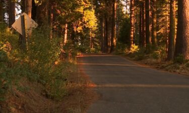 A man survived a black bear attack while on a run in California.