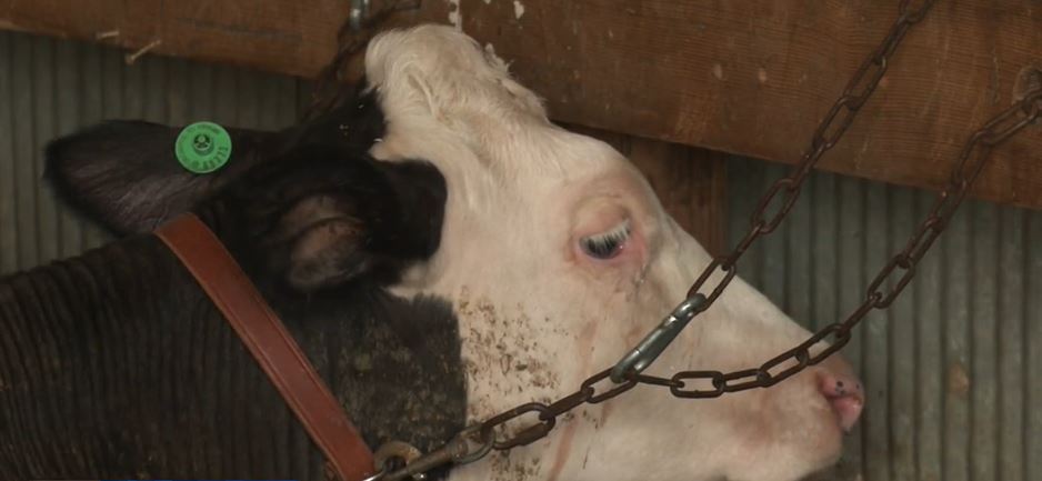 <i>WCCO via CNN Newsource</i><br/>Cows in Benton County