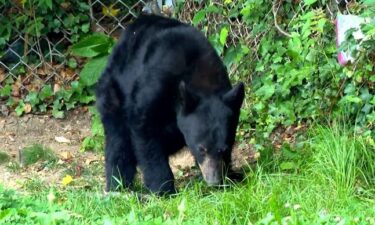 Four bears were put down in the Swannanoa Bee Tree community earlier this month after breaking into at least two area homes.