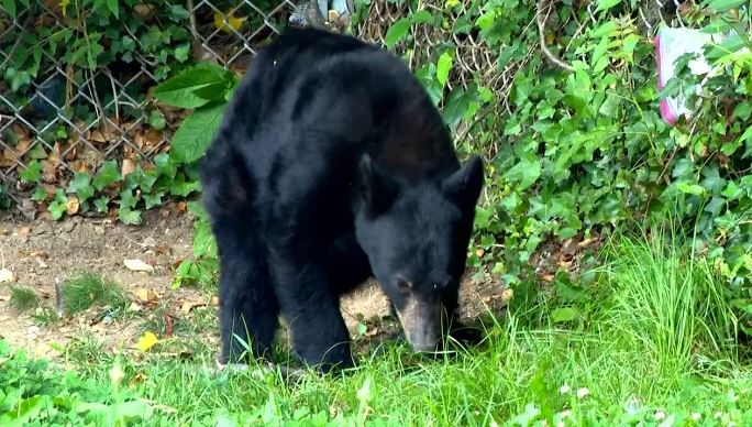 <i>WLOS via CNN Newsource</i><br/>Four bears were put down in the Swannanoa Bee Tree community earlier this month after breaking into at least two area homes.