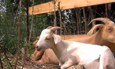 A Milwaukee nonprofit aimed at empowering youth is 'devastated' after 4 goats were reportedly stolen off the property.