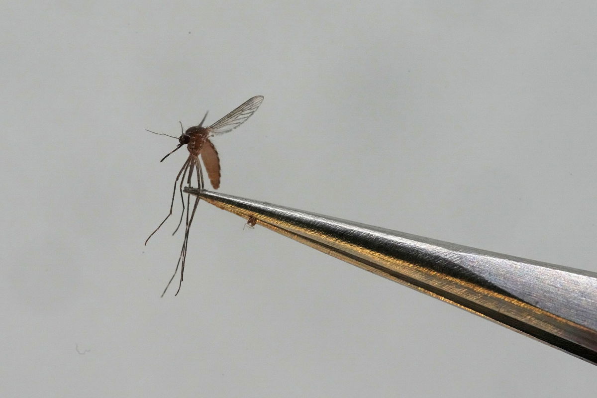 <i>Rick Bowmer/AP/File via CNN Newsource</i><br/>A Culex tarsalis mosquito is shown at the Salt Lake City Mosquito Abatement District in Aug. 2023