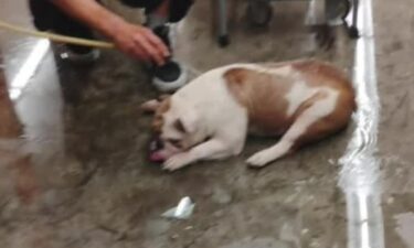 The reward for more information on the abuse of Reba the Bulldog has now been doubled after gaining national spotlight.