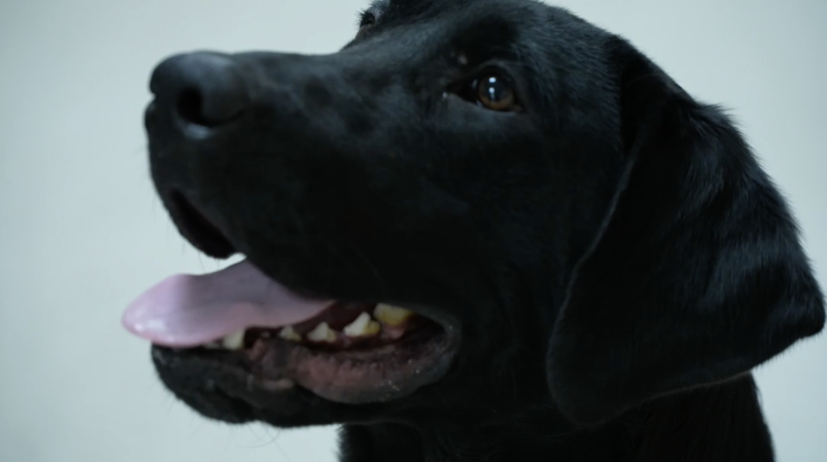 <i>WXZY via CNN Newsource</i><br/>Moose is a vape-sniffing dog that is helping to detect nicotine and THC at St. Clair Shores schools.