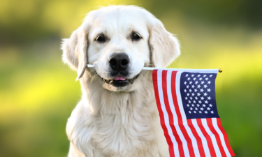 Most popular dog breeds in the US and the states where they're #1