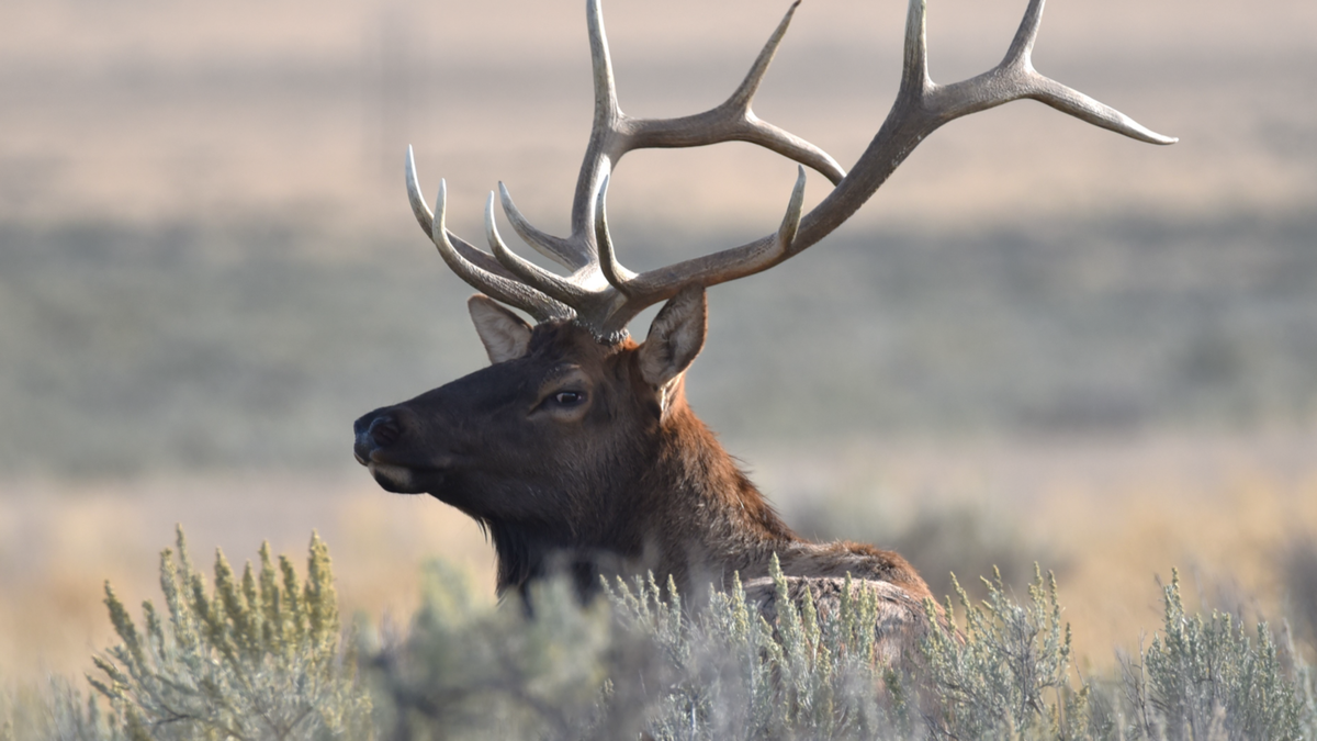 Elk have stayed relatively healthy and stable despite the harsh 2022-23 winter.