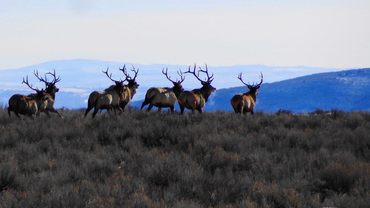 Elk running