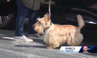 Area veterinarians are issuing a warning for Kansas City pet owners to take action after a deadly disease was confirmed in two dogs brought for help.