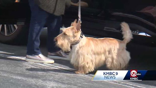 <i>KMBC via CNN Newsource</i><br/>Area veterinarians are issuing a warning for Kansas City pet owners to take action after a deadly disease was confirmed in two dogs brought for help.