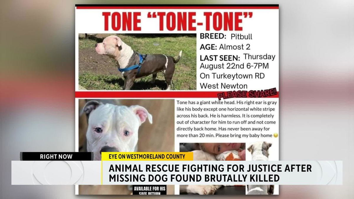 <i>KDKA via CNN Newsource</i><br/>Westmoreland County humane officers are investigating the alleged killing of a family's missing dog.