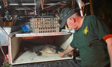 A woman was injured in a gator attack along James Road near Slater Road in North Fort Myers Thursday evening.