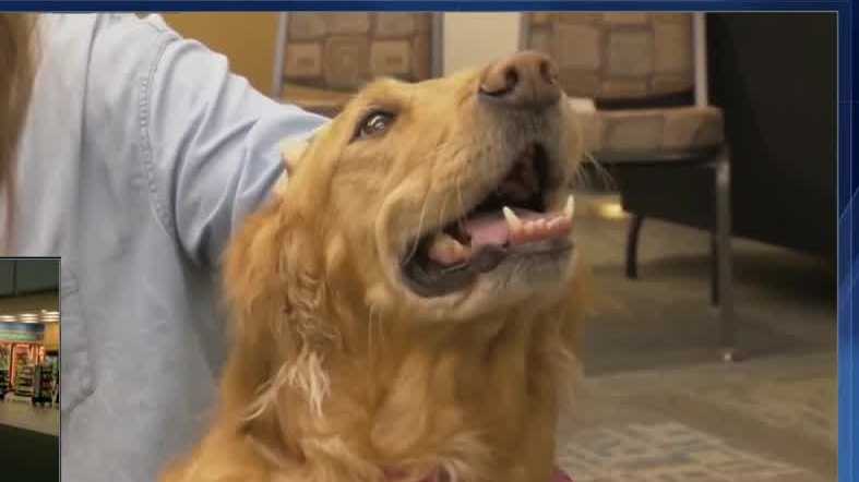 <i>WESH via CNN Newsource</i><br/>Her name is Macy and she spends her time comforting others.