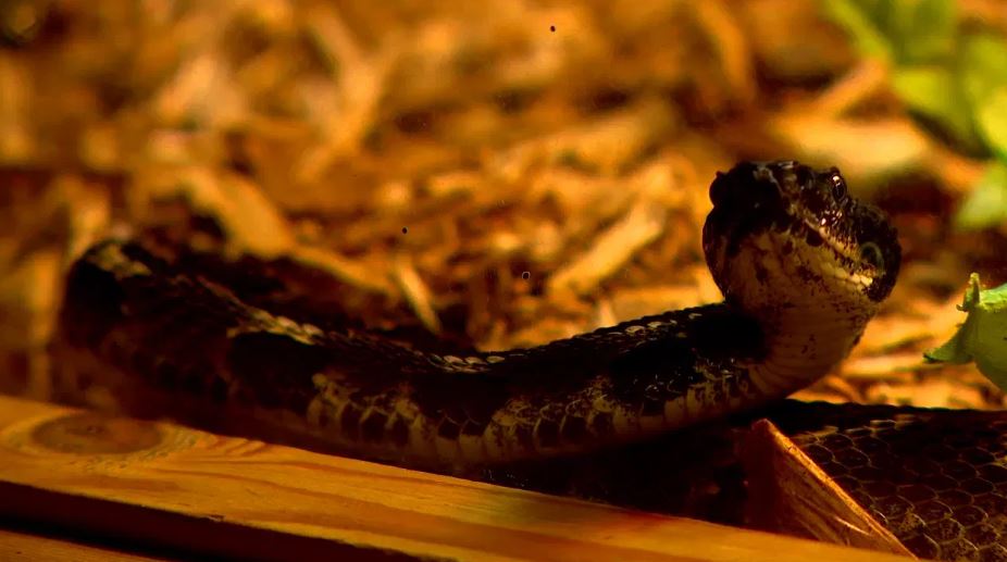 <i>WLOS via CNN Newsource</i><br/>FILE - The North Carolina Wildlife Resources Commission (NCWRC) is asking residents to stop killing rattlesnakes in their areas.