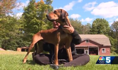 A dog nicknamed Buckethead or Buckey is now safe and being cared for after a week on the run