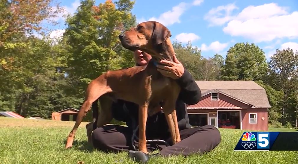 <i>WPTZ via CNN Newsource</i><br/>A dog nicknamed Buckethead or Buckey is now safe and being cared for after a week on the run