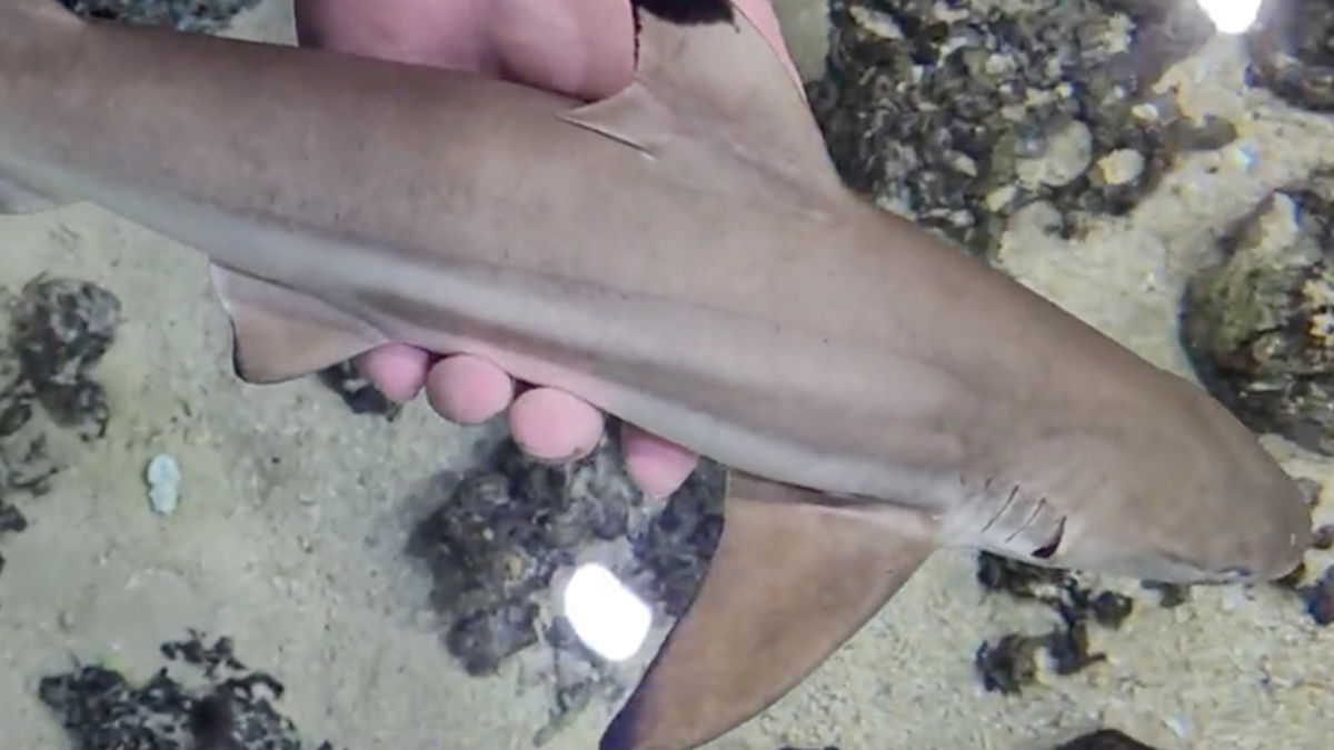 Kris Laswell holds dead baby shark