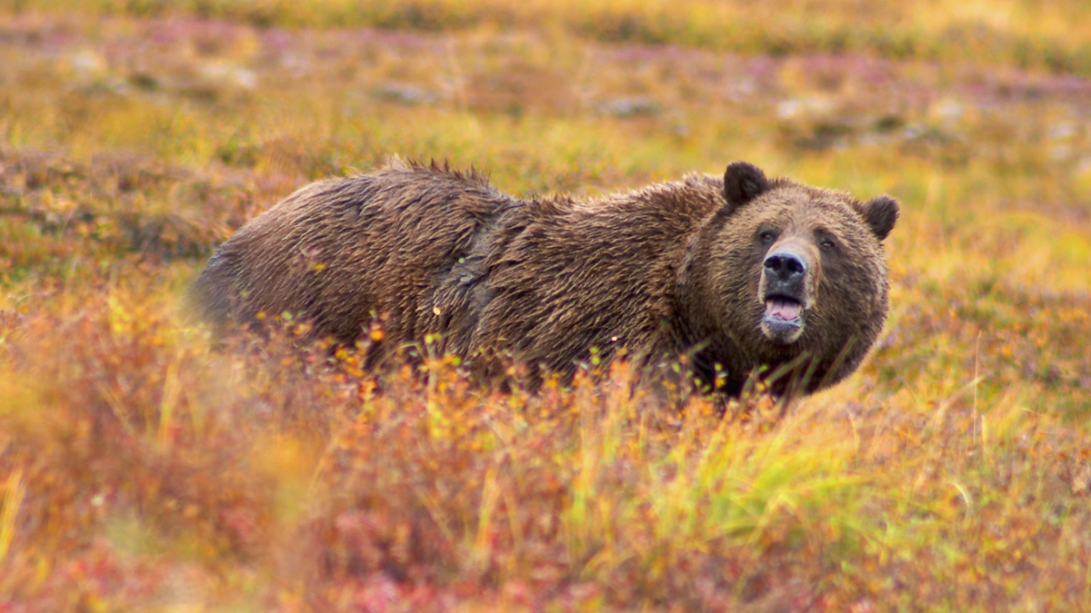 Bears are especially hungry and desperate while they eat to build fat reserves for the winter.