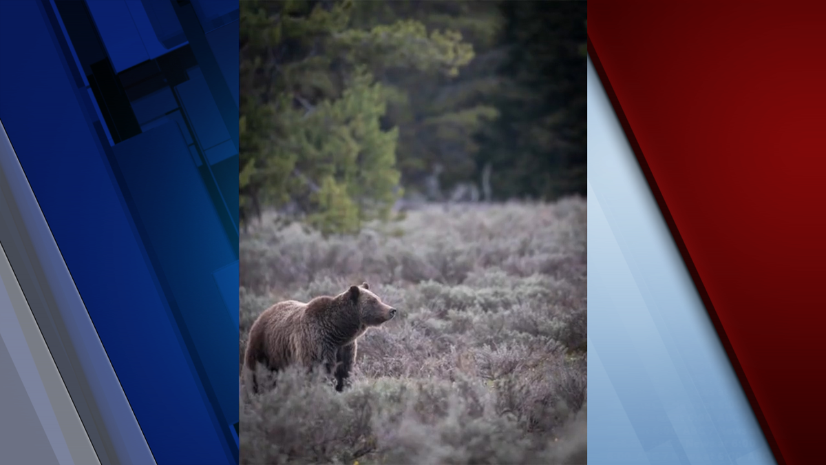 Grizzly 399 seen outside of Jackson, Wyoming in May 2023.