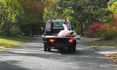 Police on Cape Cod had to call in a tow truck to haul away a massive shark that had washed ashore a Massachusetts beach.