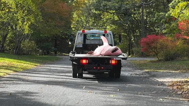 <i>Orleans Police via CNN Newsource</i><br/>Police on Cape Cod had to call in a tow truck to haul away a massive shark that had washed ashore a Massachusetts beach.