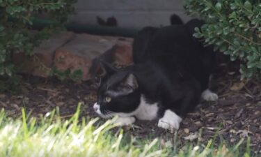 The Nebraska Humane society community cat program is building winter shelters to support outdoor cats.